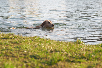 Fototapeta premium dog swims in water. Beach nearby, green grass