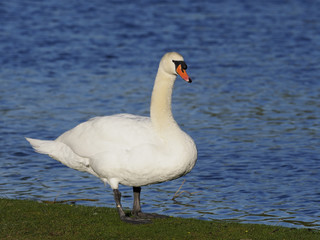 Fototapeta premium Mute swan, Cygnus olor