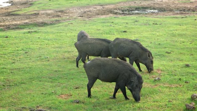 Group of Wild Pigs Grazing in a Sri Lankan Park. FullHD video
