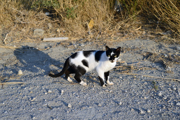 Katt karpathos, grekland