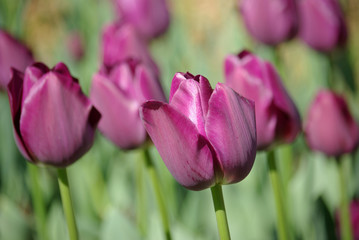 Obraz premium Tulipes violettes au printemps au jardin