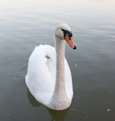 Swan in a pond in nature