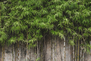 Green young bamboo background wall