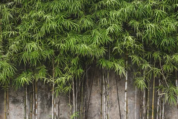 Photo sur Aluminium Bambou Green young bamboo background wall