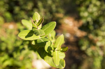 Honeysuckle (Lonicera implexa)