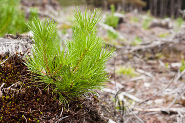 Baby Pine tree sprouts