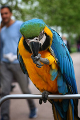 Parrots, macaws stand on a street