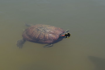 池で泳ぐカメ