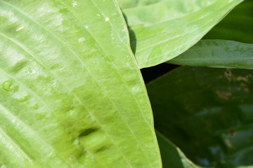 Funkie, Hosta x tardiana, Halcyon