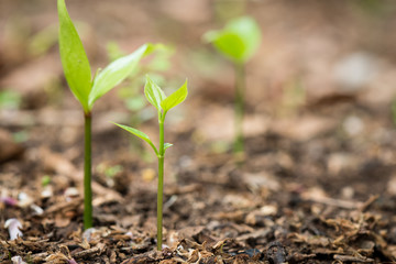 Young plant growing