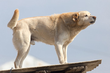 Dog on the roof of the house