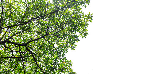 Tree leaves isolated