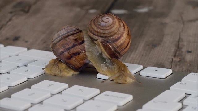 Closeup of paired snails crawling beside the computer keyboard. Metaphors for sex, porn site, Erotic Content on the Internet
