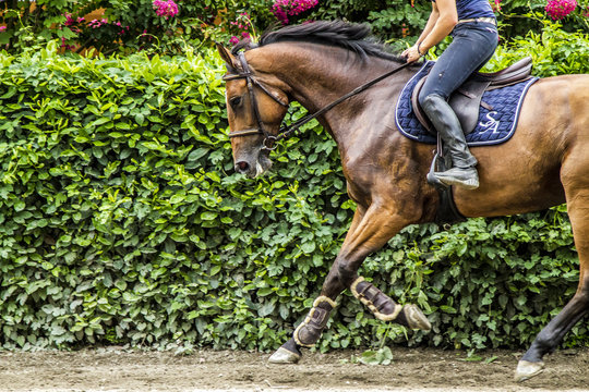 Cavallo da salto baio