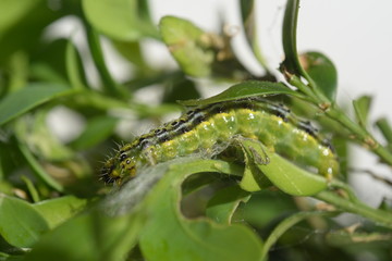 Raupe des Buchsbaumzünslers