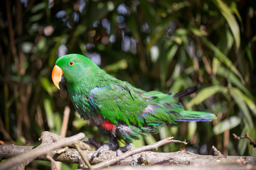 Parrot portrait of bird. Wildlife scene from tropic nature.