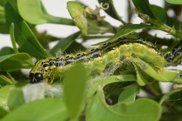 Raupe des Buchsbaumzünslers