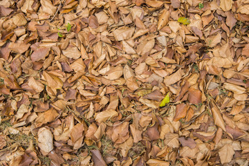yellow Leaf