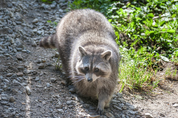 Naklejka premium Raccoon on a walk