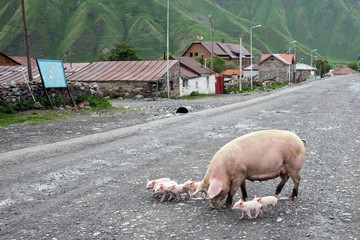Pigs in a village in Caucasus mountains, Georgia