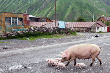 Pigs in a village in Caucasus mountains, Georgia