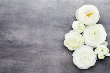 Beautiful colored ranunculus flowers on a gray background.