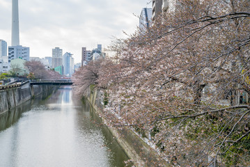 Tokyo, Japan - April 3, 2017: Many people enjoy viewing cherry blossoms (sakura hanami) at Meguro River. Meguro River is the most famous place to enjoy cherry blossoms which is a Japanese custom.