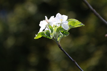 Apfelblüte