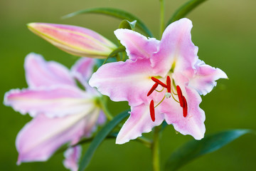 Oriental Lily