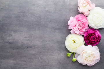 Beautiful colored ranunculus flowers on a gray background.