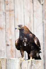 Spanish imperial eagle - Hunting eagle.