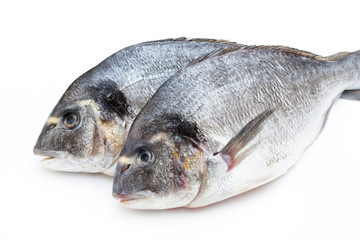 Fresh bream sea isolated on white background.
