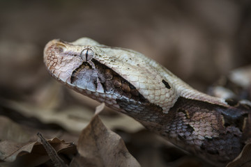 Gaboon viper, Gaboon adder, butterfly adder, forest puff adder, whisper swampjack (Bitis gabonica). KwaZulu Natal. South Africa