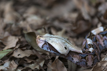 Gaboon viper, Gaboon adder, butterfly adder, forest puff adder, whisper swampjack (Bitis gabonica). KwaZulu Natal. South Africa