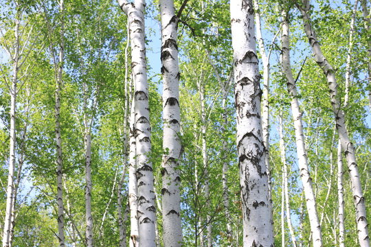 Beautiful landscape with young juicy birches with green leaves and with black and white birch trunks in sunlight in the morning in spring