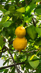 ripe lemons hanging on tree