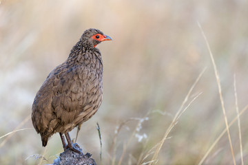 Swainson's spurfowl, Swainson's francolin or chikwari (Pternistis swainsonii). Limpopo Province. South Africa