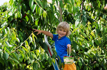 Happy little boy picking cherries on a ladder in the cherry garden