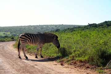 Fototapeta na wymiar Zebra on road