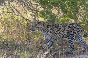 Leopard (Panthera pardus). Limpopo Province. South Africa