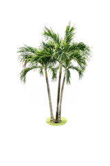 Beau palmier vert isolé sur fond blanc