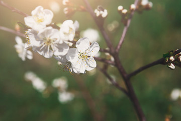 Cherry tree spring blossom, branch with flowers closeup