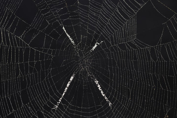Spider web covered dew drops in the dark