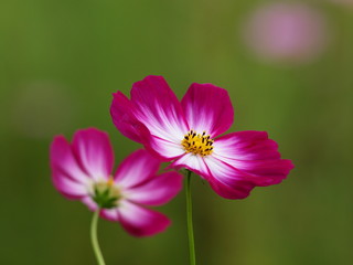 キリッと咲いたコスモス