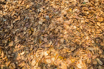 pile of leaves