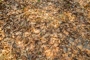 pile of leaves