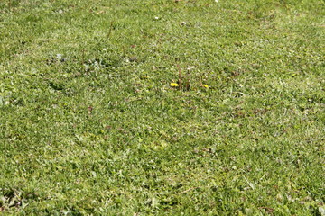 Bilder und Videos suchen: feldwiese