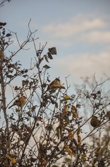 birds