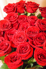 Obraz na płótnie Canvas Red roses . Close-up, selective focus.