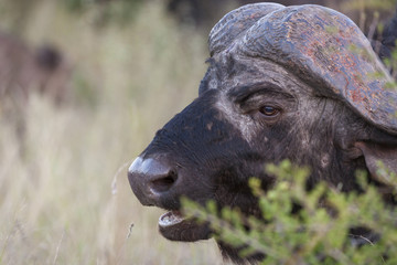 African buffalo or Cape buffalo (Syncerus caffer) portrait. Limpopo Province. South Africa